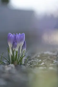 Purple Spring Crocus Drucke: Purple spring crocus (Crocus vernus)