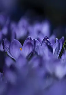 UNESCO World Heritage Site Gardens Drucke: Purple spring crocus (Crocus vernus)