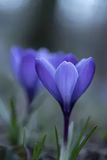 Central European Nature Scene Drucke: Purple spring crocus (Crocus vernus)