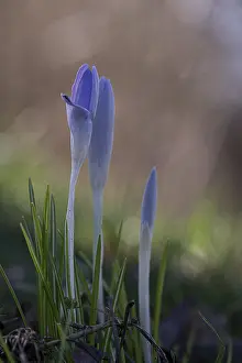 Southern Germany Nature Scene Drucke: Purple spring crocus (Crocus vernus)