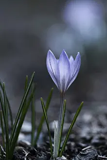 Southern Germany Nature Scene Drucke: Purple spring crocus (Crocus vernus)