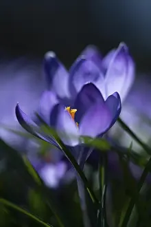 Southern Germany Nature Scene Drucke: Purple spring crocus (Crocus vernus)