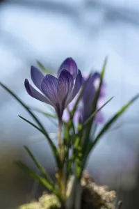 Purple Spring Crocus Drucke: Purple spring crocus (Crocus vernus)