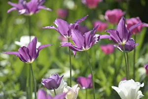 Spring Blooming Flowers Drucke: Purple tulips