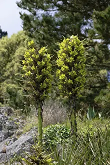 Empty Landscape Photos Drucke: Puya chilensis