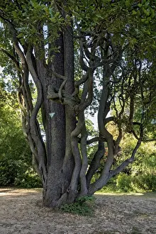 Oak Trees In Central Europe Drucke: Pyramid oak tree (Quercus), columnar oak