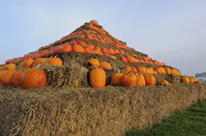 Food Photography Pumpkins Drucke: Pyramid of pumpkins