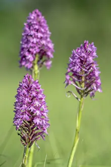 Spring Meadow Flowers Drucke: Pyramidal orchid in a meadow in spring