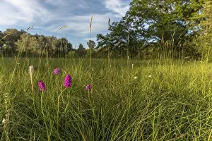 Wild Orchid Alsace Drucke: Pyramidal orchid in a meadow in spring