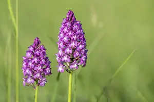 Pyramidal Orchid Drucke: Pyramidal orchid in a meadow in spring