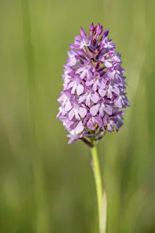 Wild Orchid Alsace Drucke: Pyramidal orchid in a meadow in spring