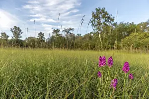 Spring Meadow Flowers Drucke: Pyramidal orchid in a meadow in spring