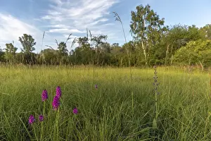 Springtime Wildflowers Europe Drucke: Pyramidal orchid in a meadow in spring