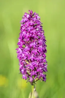 Deserted Meadow Flowers Drucke: Pyramidal orchid in a meadow in spring