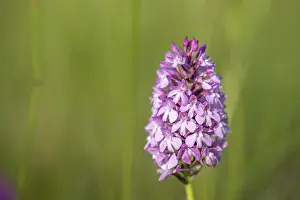 Spring Meadow Flowers Drucke: Pyramidal orchid in a meadow in spring