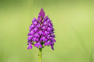 Wild Orchid Alsace Drucke: Pyramidal orchid in a meadow in spring
