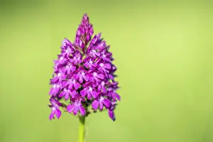 Pyramidal Orchid Drucke: Pyramidal orchid in a meadow in spring