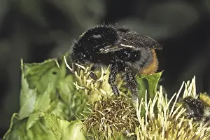 Female Bumblebee Drucke: Pyrobombus lapidarius, rock bumblebee (queen)