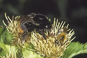 Female Bumblebee Drucke: Pyrobombus lapidarius, rock bumblebee (queen)
