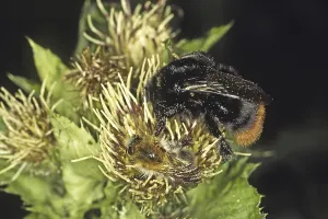 Orange Colored Insect Wildlife Drucke: Pyrobombus lapidarius, rock bumblebee (queen)