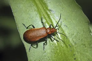 Fauna In Natural Habitats Drucke: Pyrochroa, fire beetle