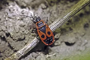 Orange Colored Wildlife Drucke: Pyrrhocoris apterus, fire bug