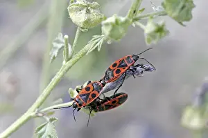Mating Season Insects Drucke: Pyrrhocoris apterus, fire bug
