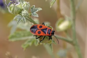 True Bug Insect Drucke: Pyrrhocoris apterus, fire bug