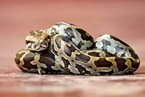 Python in a close-up, emphasised by its characteristic pattern and natural textures