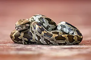 Gerahmter Druck : Ein Python mit einem komplexen braun-schwarzen Muster auf rotem Hintergrund.