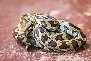 Scaled Reptile Habitat Drucke: Python on a reddish ground, showing itself coiled with a distinctive pattern