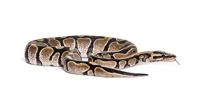 Bright Background Photo Drucke: Python regius, against white background
