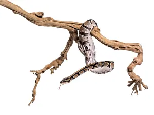 Royal Python Drucke: Python regius, against white background