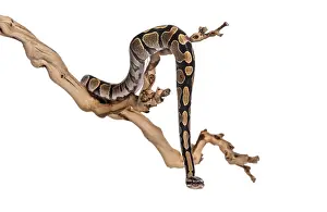 Python regius, against white background