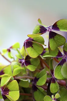 Four Leaf Clover Symbol Drucke: Quadruple