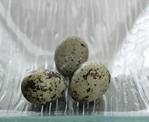 Quail Eggs Drucke: Three quail bird eggs simple composition