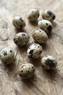 Deserted Studio Background Drucke: Quail eggs, studio shot