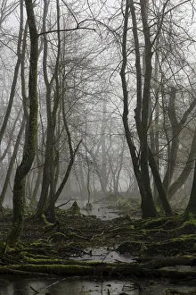 Bavarian Forest Drucke: Quarry forest in Bavaria