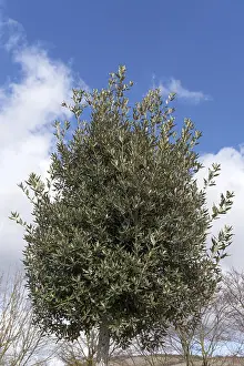 Holm Oak Tree Drucke: (Quercus ilex)