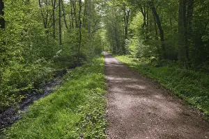 German Forest Landscape Drucke: A quiet forest path, lined with trees