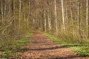 Forest Trail Germany Drucke: A quiet forest trail surrounded by trees