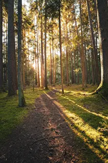Calw District Scenery Drucke: A quiet path through the forest
