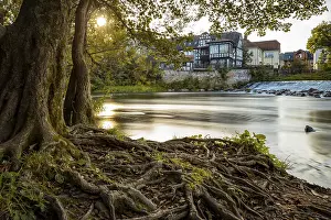Evening River Scene Drucke: A quiet river with trees and roots in the foreground