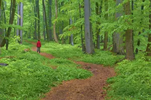 Hainich National Park Drucke: Quiet winding forest path, with a child