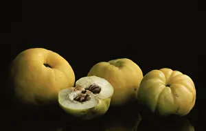 Quince Fruit Drucke: Quinces