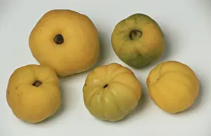 Quince Fruit Drucke: Quinces