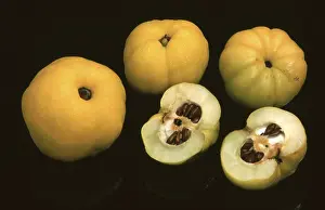 Quince Fruit Drucke: Quinces
