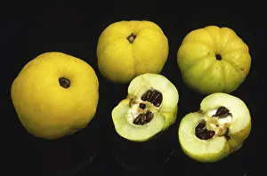 Quince Fruit Drucke: Quinces