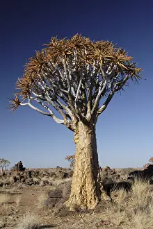 Quiver Tree Namibia Drucke: A quiver tree in the desert in Namibia