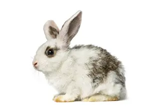 Young Bunny Drucke: Rabbit